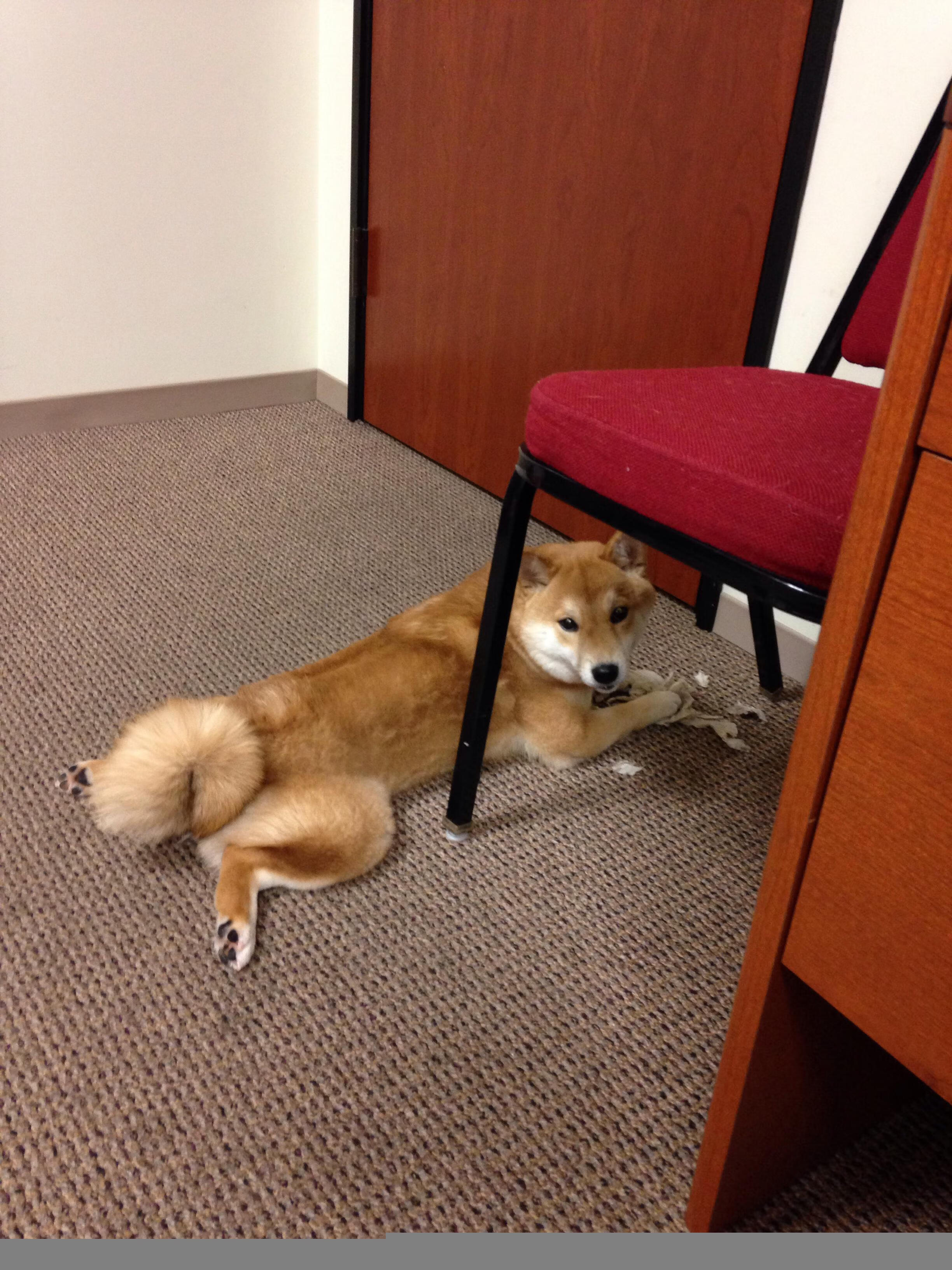 九游网页版官网-CBA常规赛激战正酣，上海队力挫北京队夺第一，cba的上海队赛程