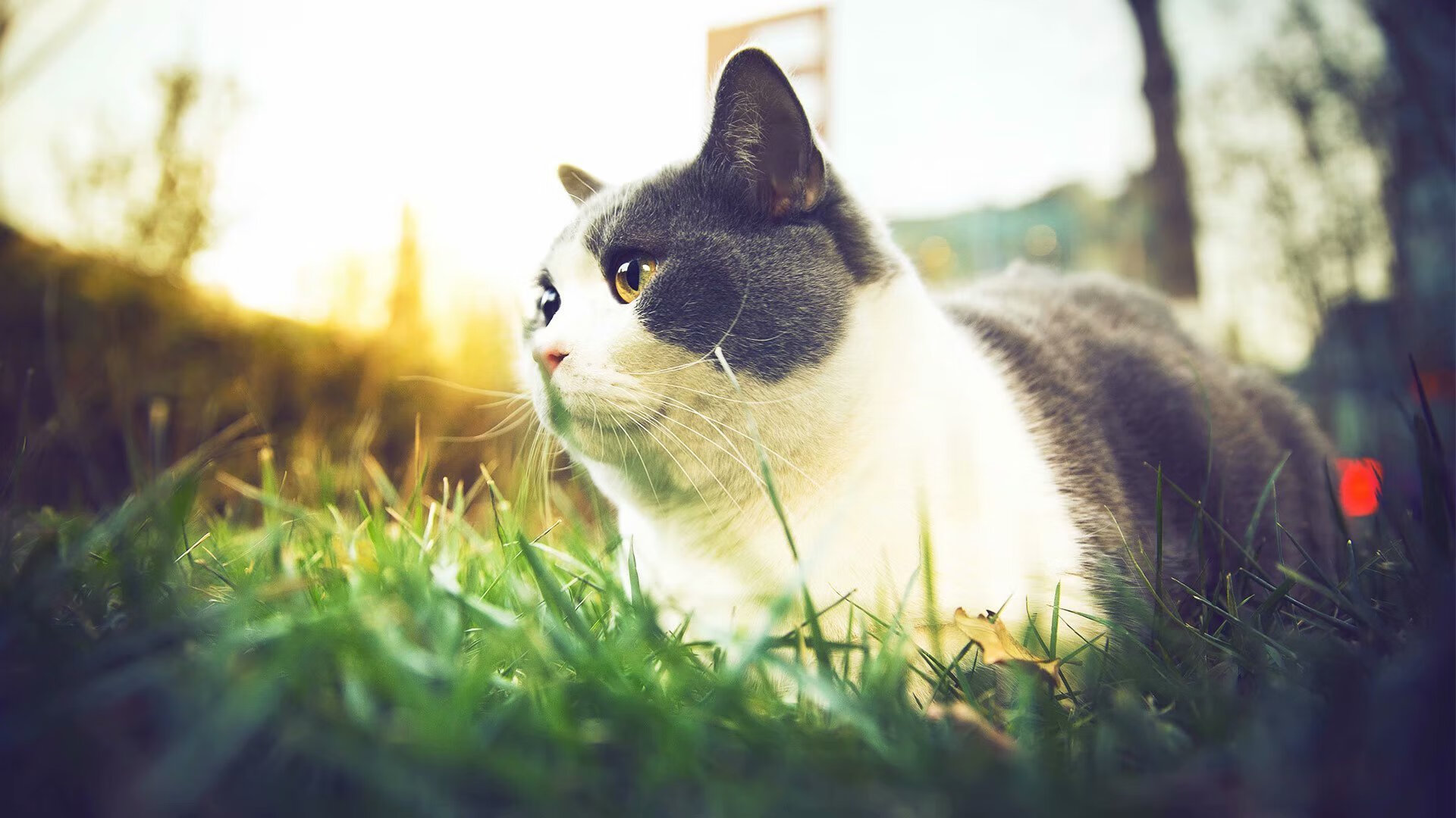 《新兴游戏崛起：电竞界的下一匹黑马》，游戏新星