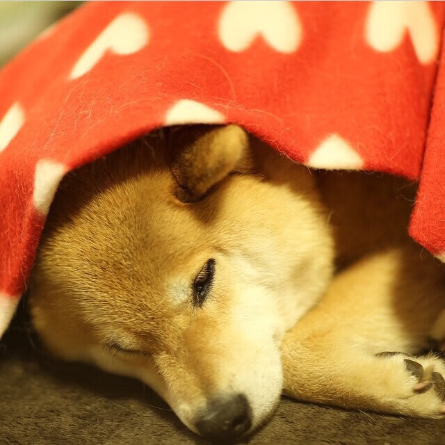 《星际争霸2》WCS与《魔兽争霸3》黄金联赛的经典回顾，星际争霸2历届wcs冠军