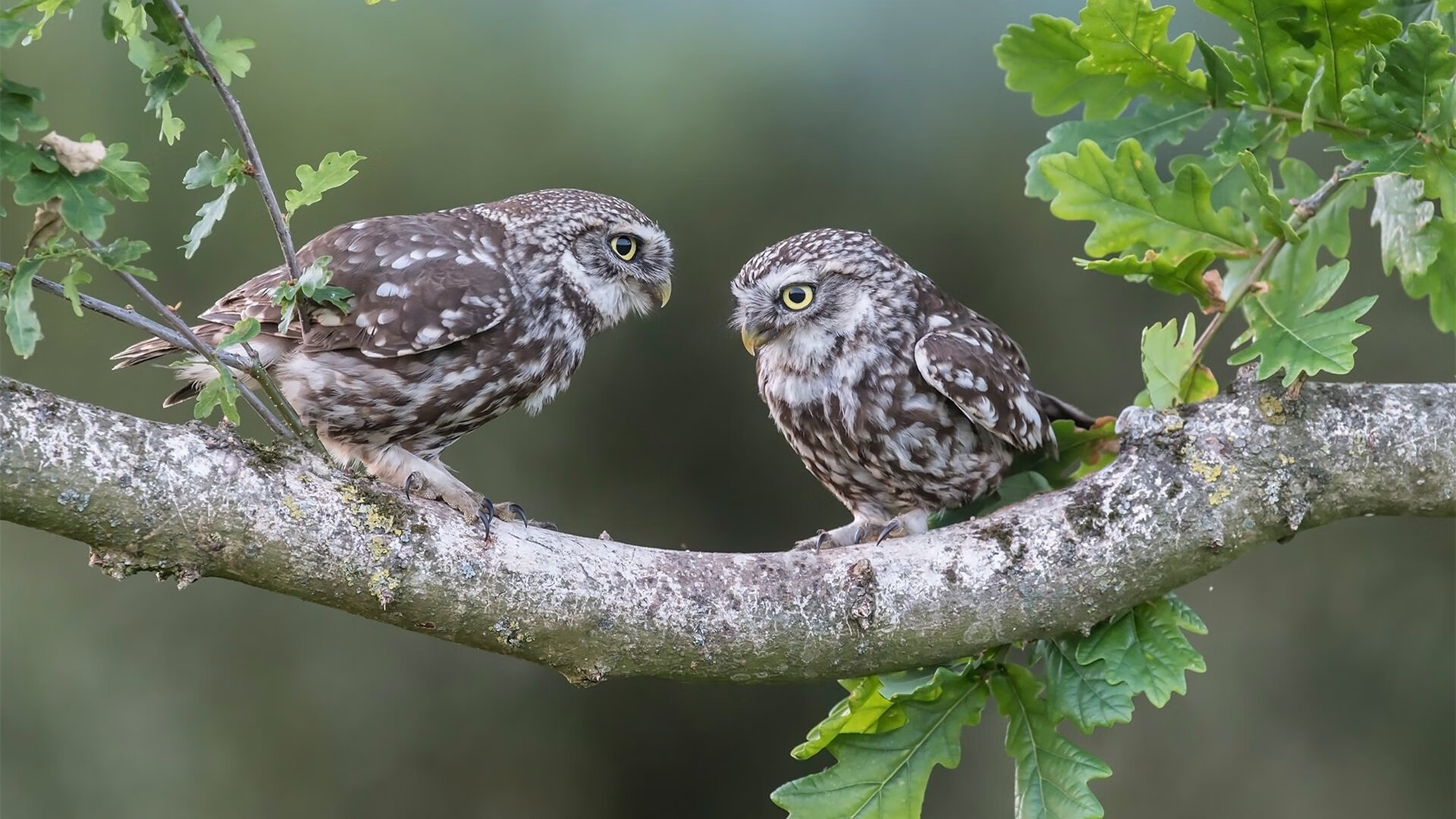 九游游戏中心官网-中巡赛引入青少年赛事，促进青少年参与高尔夫，中巡赛排名