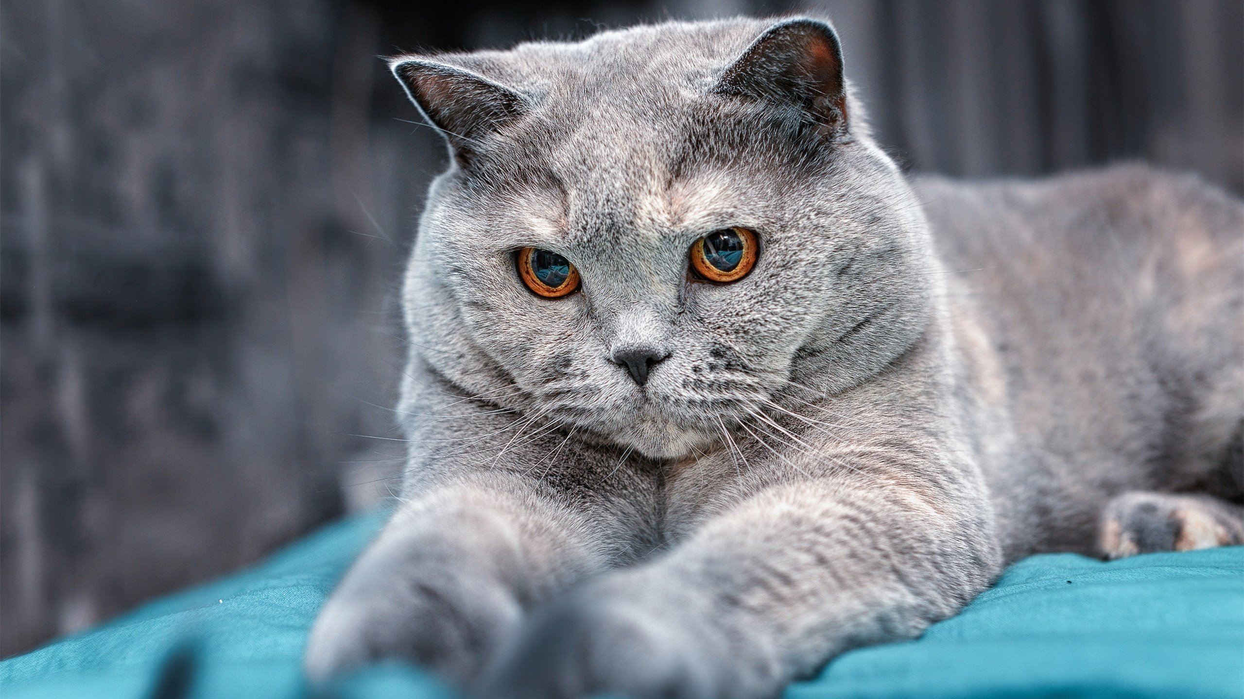 中国驻菲律宾大使馆联合湾区翼龙篮球队等举办篮球慈善活动，促进中菲体育文化交流。