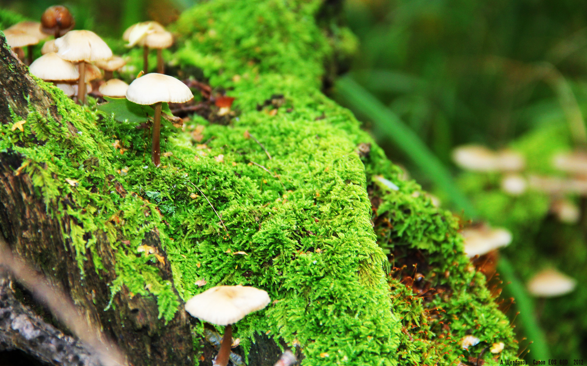 法国锋线三叉戟迷失在小组赛，法国三叉戟足球