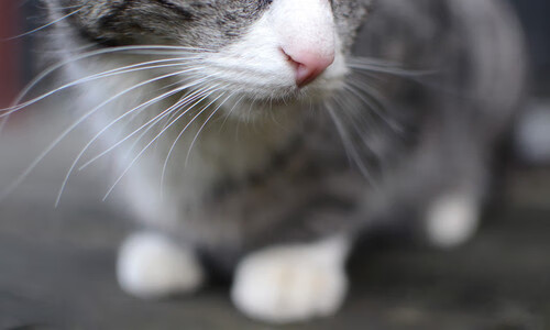 九游(jiuyou)官方网站-纪录之路：运动员持续刷新个人和联盟纪录，运动员破纪录