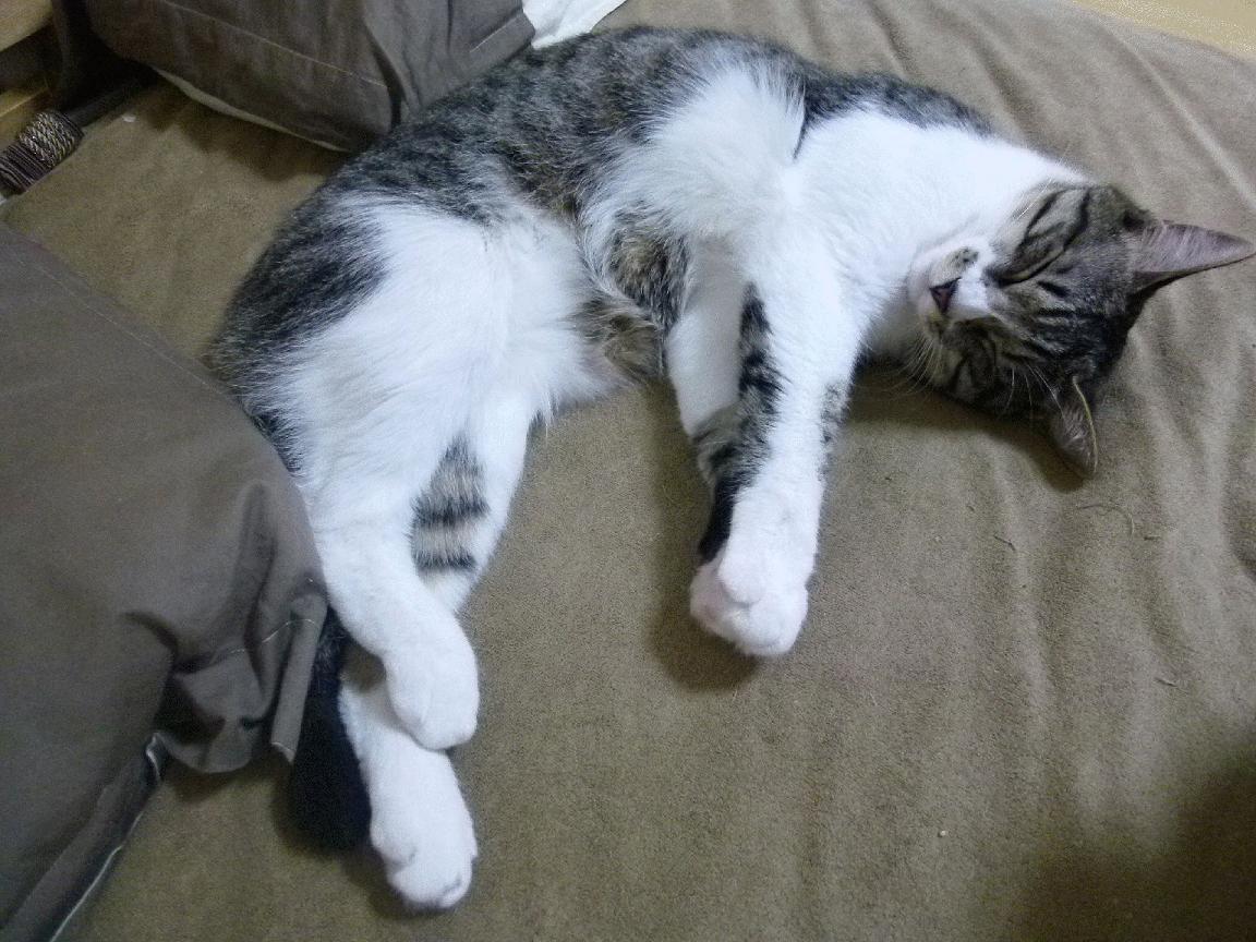 英雄联盟 新秀选手崛起引关注，英雄联盟最强新秀