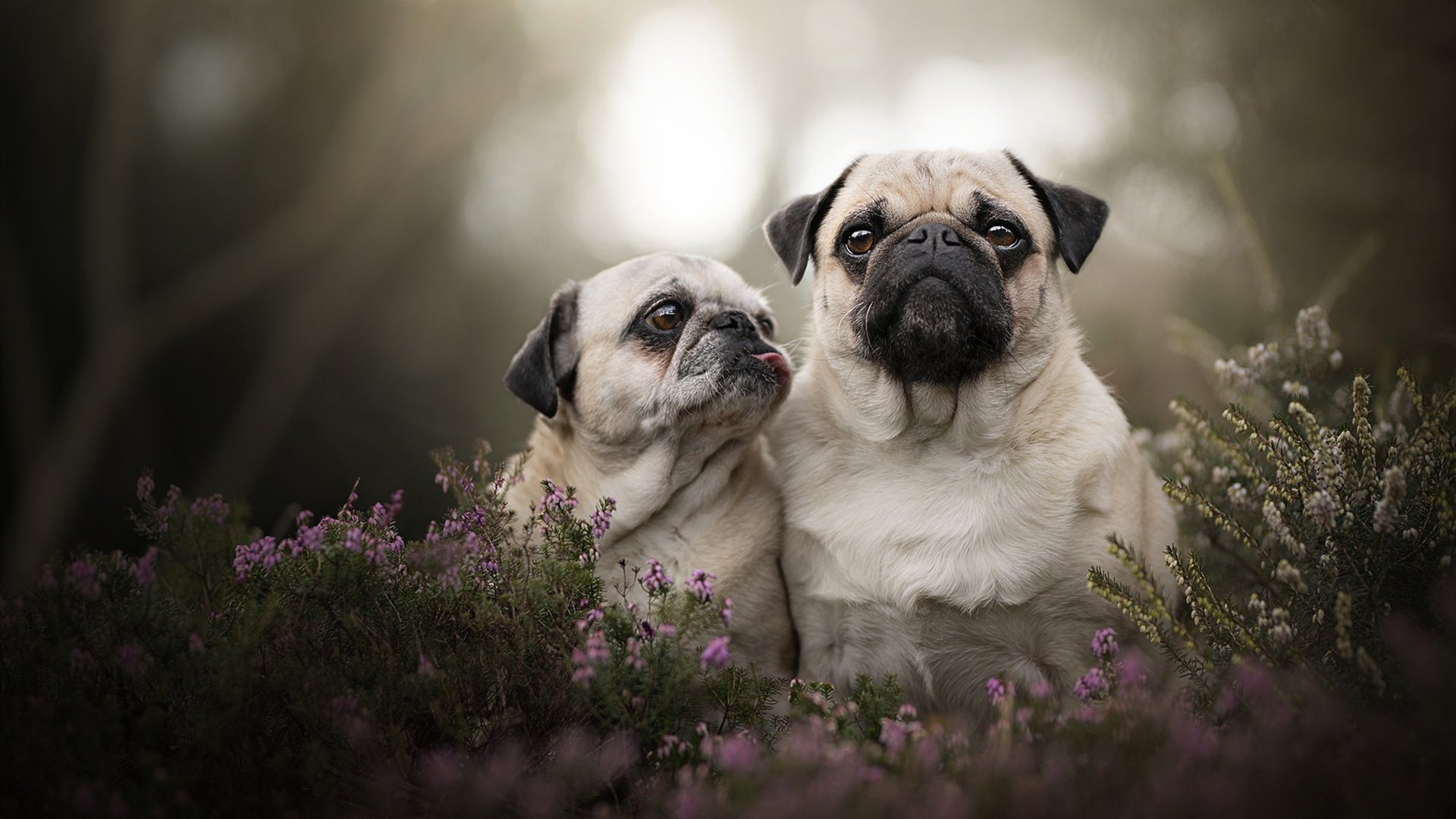 吉达联合遭遇伤病潮影响成绩，吉达属于哪个国家