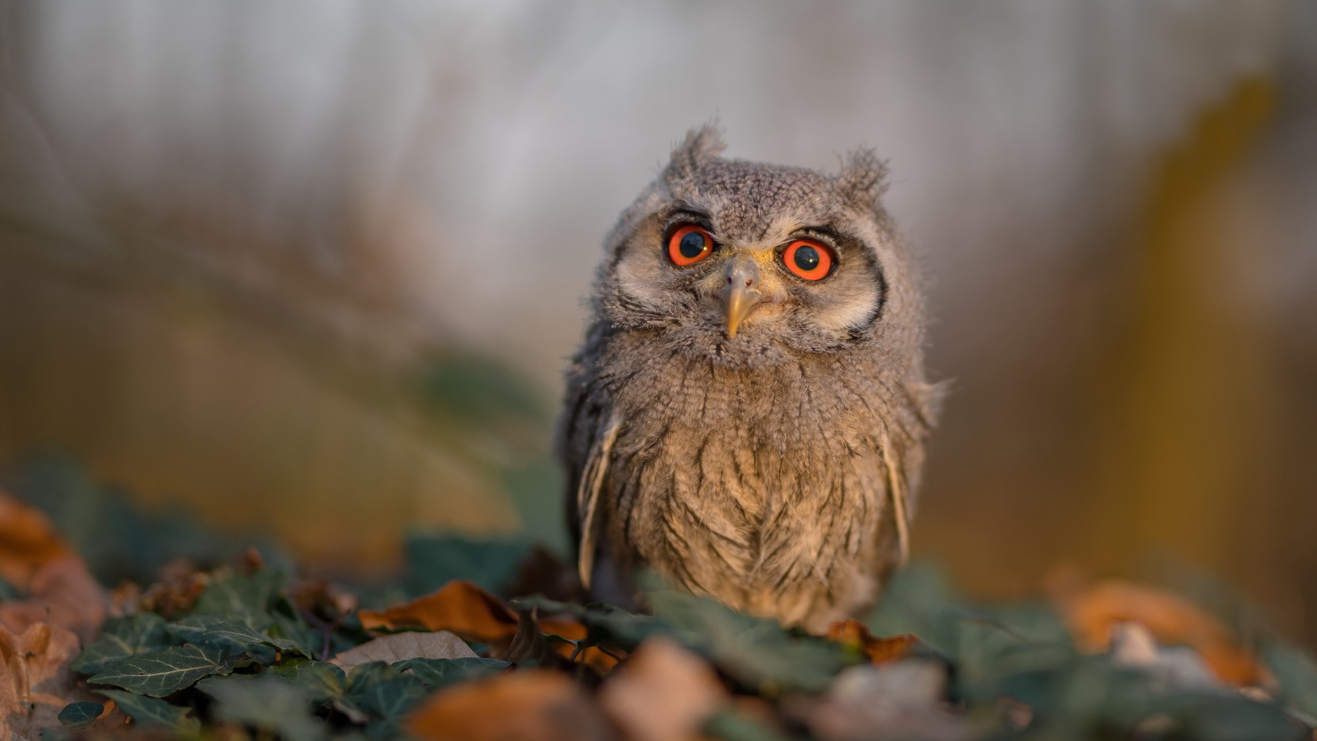 圣埃蒂安备战豪门巴黎,期待全取三分,圣埃蒂安 里尔