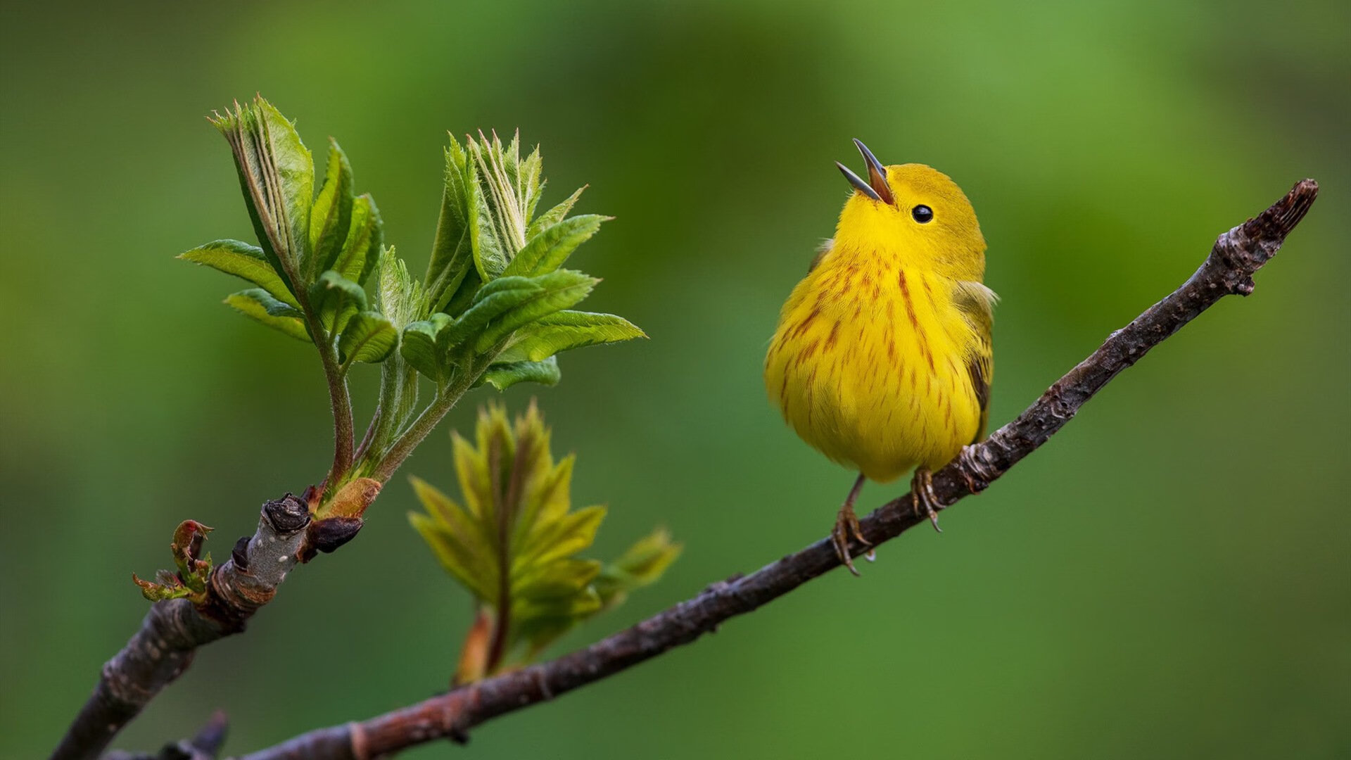 官方奥运闭幕回顾与赛事总结报告