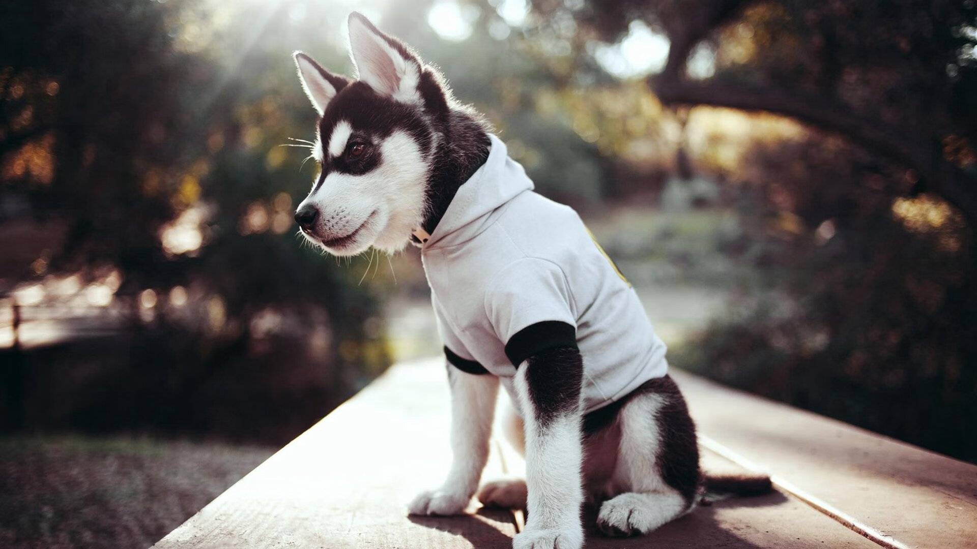 九游app下载中心-日本队战术灵活，攻防兼备，日本队很强