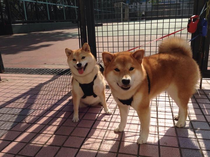 九游游戏中心官网-阿尔阿赫利计划举办青少年足球训练营，培养未来之星，阿尔阿赫利足球俱乐部