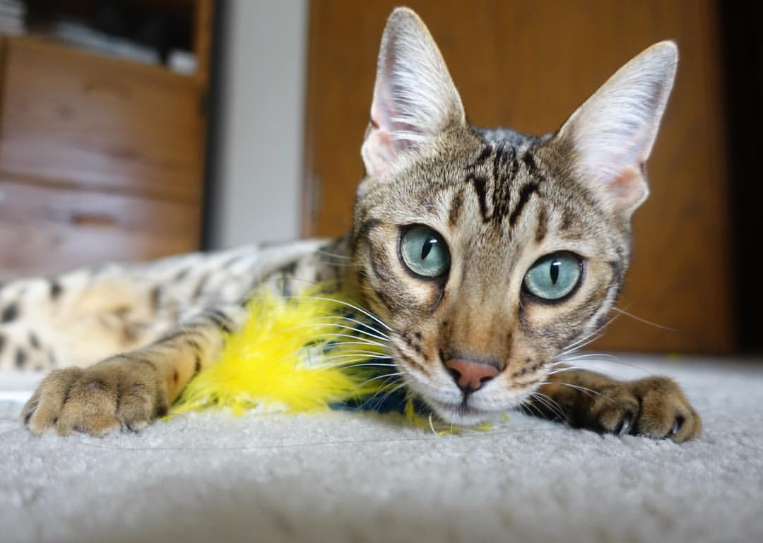 九游网页版官网-《迈向体育强国之路——习近平关于体育重要论述的时代价值与世界启示》智库报告发布