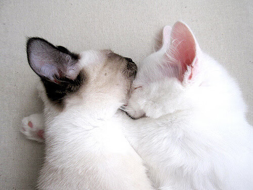 加拿大乒乓队未来发展：如何加强球员心态与技术的双重提升，加拿大 乒乓球队