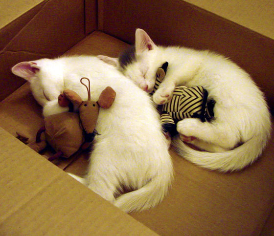 巴西青训体系持续升级,涌现众多足球新秀