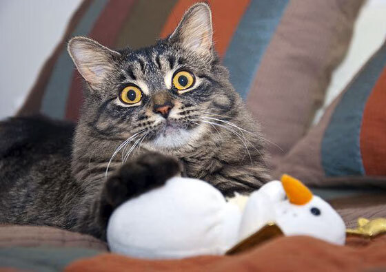 九游娱乐-德甲速度激增：攻守瞬间，精彩纷呈！，德甲规律