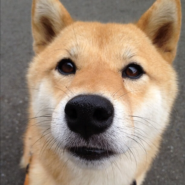 球迷骚乱事件影响比赛,足协启动调查,球迷骚乱有什么特点和危害