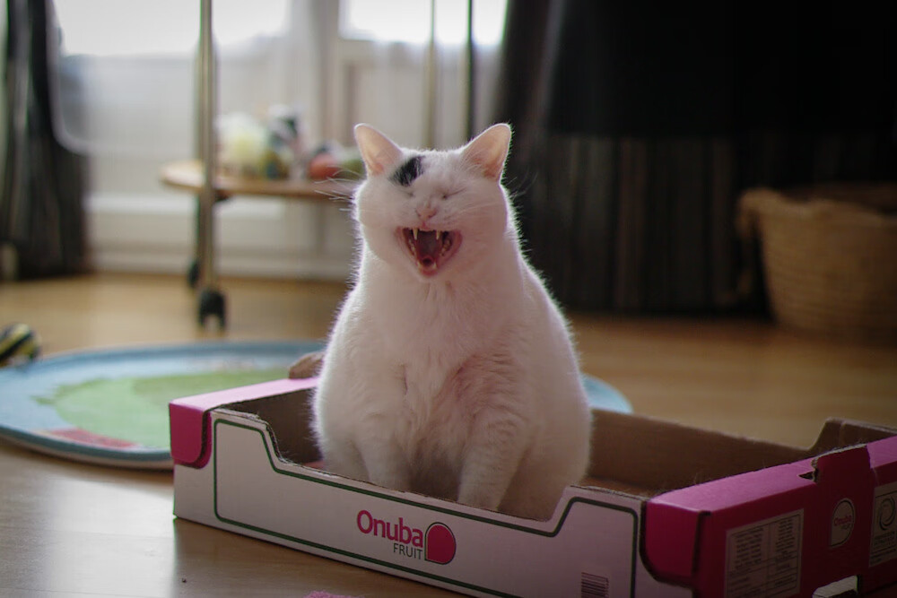 九游官网下载电脑版-篮网利用错位进攻建立前期优势，篮网被针对